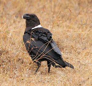 Geierrabe (Corvus albicollis) am Rande des tansanischen Naturschutzgebiets Ngorongoro