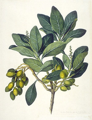 Karakabaum (Corynocarpus laevigatus), Illustration.