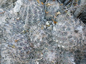 Coryphantha durangensis.jpg