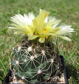 Coryphantha vogtherriana