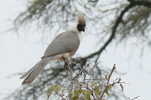 Nacktkehl-Lärmvogel in der Serengeti