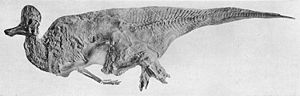 Skelett-Mumie von Corythosaurus (Holotyp-Exemplar), teilweise mit Haut bedeckt. Vorderbeine fehlen und sind in der Abbildung zeichnerisch ergänzt.
