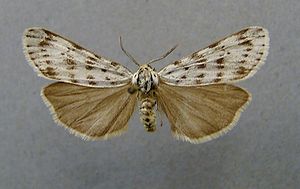 Weißer Grasbär, (Coscinia cribraria)