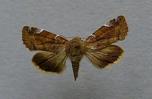 Cosmia affinis.jpg