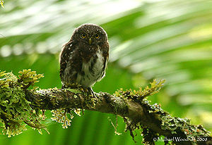 Costa Rican Pygmy-owl (Glaucidium costaricanum) on branch.jpg