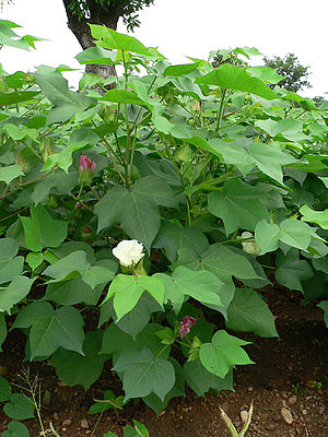 Cotton plant.jpg