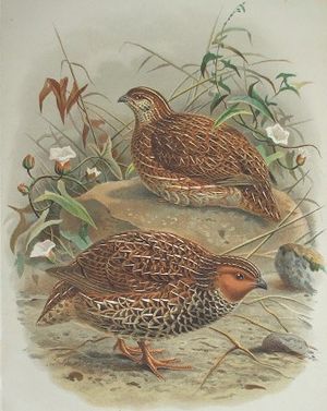 Neuseeländische Schwarzbrustwachtel (Coturnix novaezelandiae), Männchen (im Vordergrund) und Weibchen (im Hintergrund)