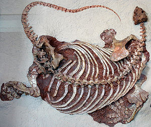 Skelett von Cotylorhynchus romeri