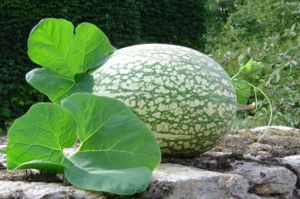 Courge de Siam.jpg