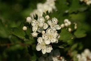 Blüten sowie Blätter des Großkelchigen Weißdorns (Crataegus rhipidophylla)