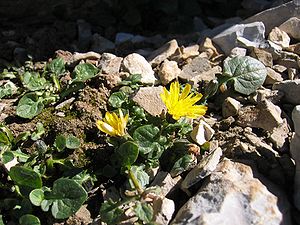 Zwerg-Pippau (Crepis pygmaea)