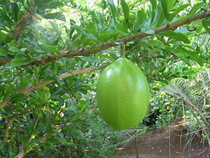 Frucht des Kalebassenbaumes (Crescentia cujete)