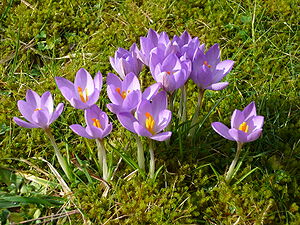 Crocus etruscus01.jpg