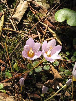 Crocus kotschyanus flowers1.jpg