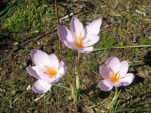 Crocus longiflorus1.jpg