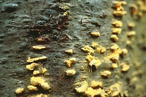 Äcidiosporenlager an Strobenstamm