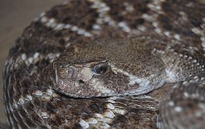 Texas-Klapperschlange (Crotalus atrox), Portrait mit deutlich sichtbarem Grubenorgan zwischen Auge und Nasenloch.