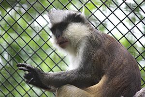 Crowned Guenon 045.jpg