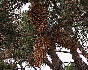 Coulters Kiefer (Pinus coulteri) mit Zapfen.