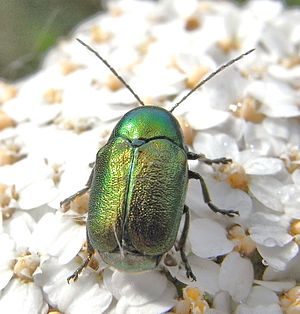 Seidiger Fallkäfer (Cryptocephalus sericeus)