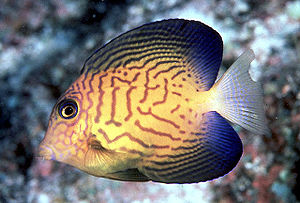 Hawaii-Borstenzahndoktorfisch (Ctenochaetus hawaiiensis), juvenil