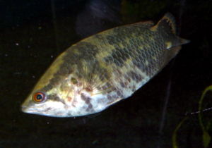 Buschfisch (Ctenopoma acutirostre oder C. oxyrhynchum)