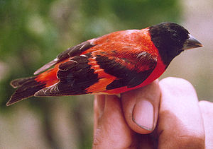 Kapuzenzeisig (Carduelis cucullata)