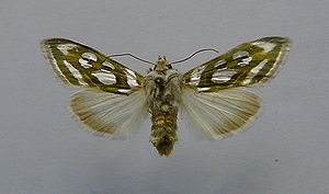 Silbermönch (Cucullia argentea)