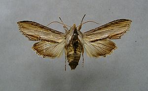 Braunwurz-Mönch (Shargacucullia scrophulariae)