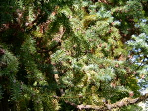 Spießtanne (Cunninghamia lanceolata)