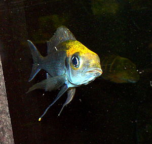 Cyathopharynx furcifer in einem Aquarium des Zoo Leipzig.