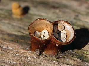 Topf-Teuerling (Cyathus olla)