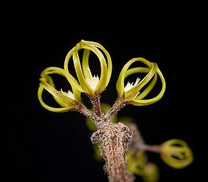 Cynanchum marnieranum