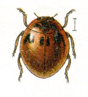 Gras-Marienkäfer (Cynegetis impunctata)