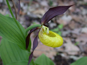 Gelber Frauenschuh (Cypripedium calceolus)