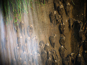 Rußsegler bei den Iguaçu-Wasserfällen