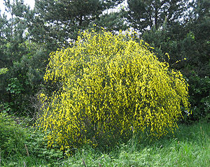 Besenginster (Cytisus scoparius) im Mai.
