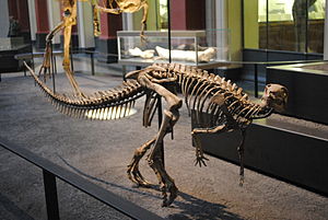 Skelettrekonstruktion von Dysalotosaurus im Berliner Museum für Naturkunde