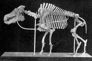 Skelett eines Daeodon