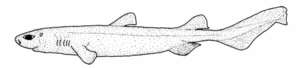 Schokoladenhai (Dalatias licha)
