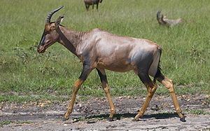 Leierantilope (Damaliscus lunatus jimela)