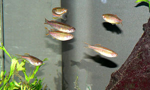 Rubinbärbling (Danio choprai)