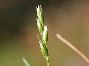 Dreizahn (Danthonia decumbens)