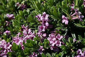 Daphne-sericea-flowering.JPG