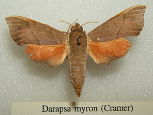 Darapsa myron