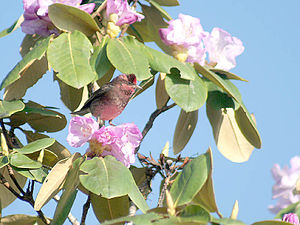 Männchen des Dünnschnabelgimpels (Carpodacus nipalensis) in einem Rhododendron