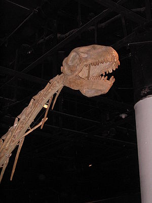 Hals und Schädel, Skelettrekonstruktion von Dotousaurus, im Shanghai Science & Technology Museum