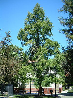 Urweltmammutbaum