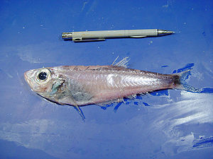Bathyclupea argentea, gefangen im Golf von Mexiko