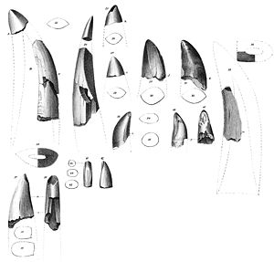 Zahnfunde von Deinodon.  Ausschnitt einer Lithographie von 1860 